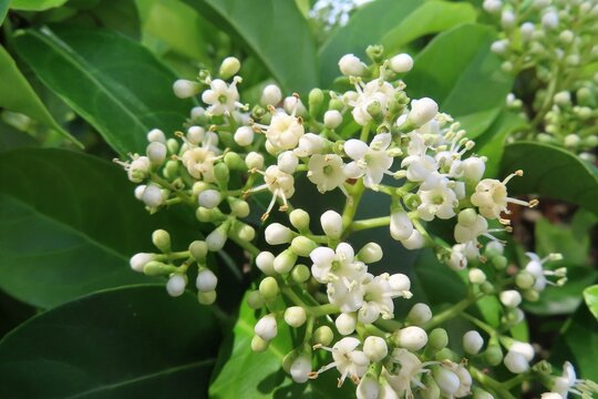 Ligustrum vulgare flowers blooming in Florida nature, closeup