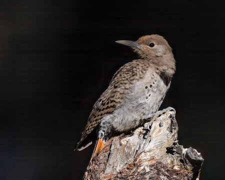 Northern Flicker Woodpecker Perched on Weathered Tree Stump Against Dark Background