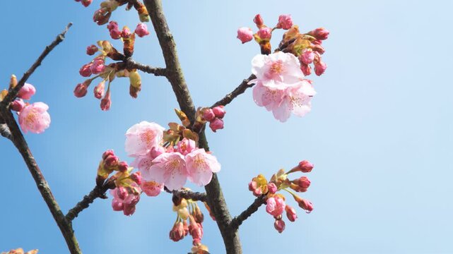 桜とつぼみのアップ