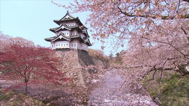 弘前城と桜