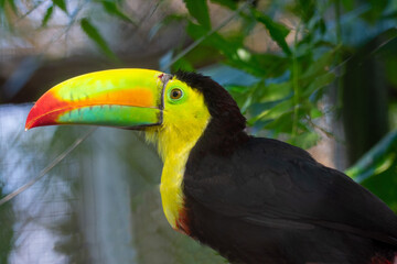 Fototapeta premium Toucan in the Tropical Costa Rica