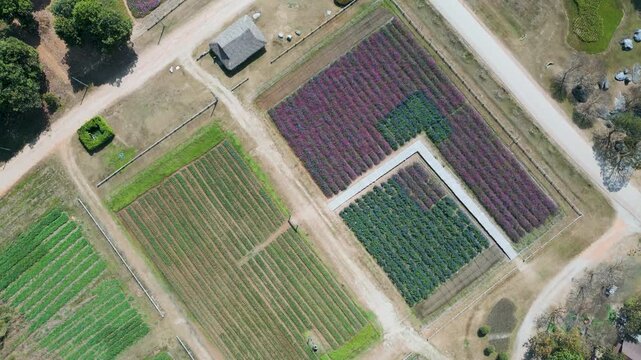 Aerial 4K of colorful flower fields and blooming gardens in Chiang Mai, Thailand