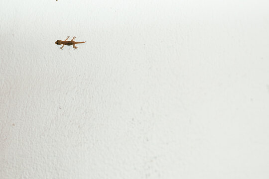 Minimal flash photo of a tiny gecko on a textured white wall, positioned with ample negative space for copy, creating a clean, modern and slightly whimsical wildlife-in-home composition