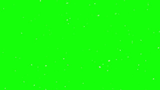 Background video of falling cherry blossom petals
