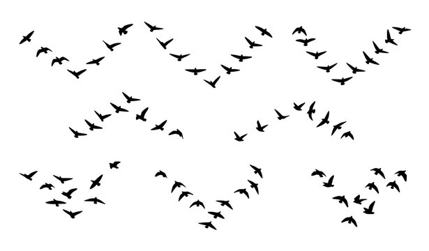 Bird flock silhouette set with V shape migration, scattered flight, and sky formation patterns vector