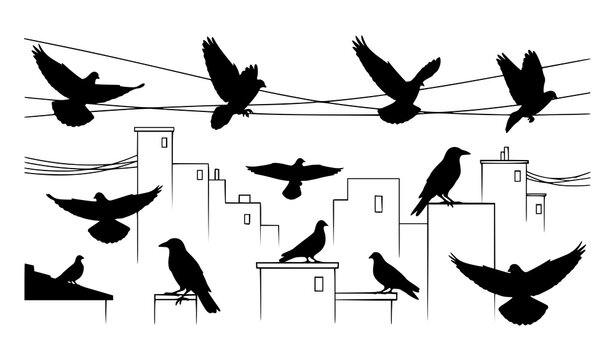 Urban bird silhouette set with pigeons and crows flying perching on wires and buildings vector