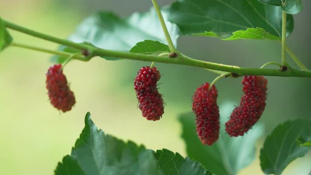 Ripe Red Mulberries on Branch with Green Leaves in Natures Bounty Vibrant Fruit Display