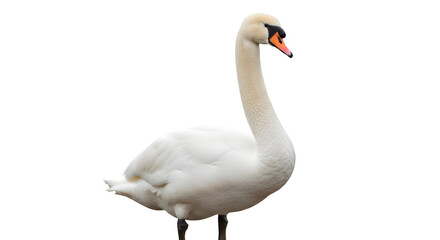 Fototapeta premium A majestic white swan stands alone against a dark background