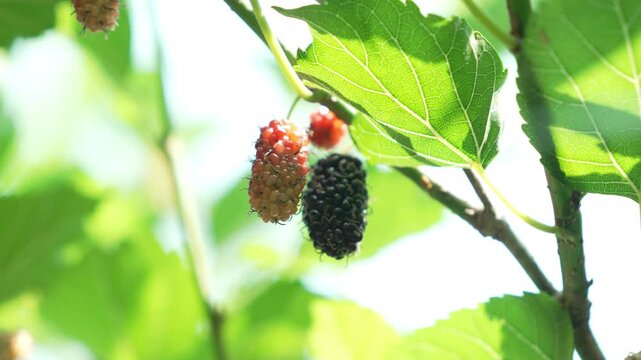 Mulberries Hanging on Branch with Vibrant Green Leaves in Sunlight Unripe and Ripe Fruits Contrast Beautifully, Basking in Sunlight