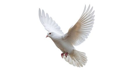 Fototapeta premium A white dove is flying in the air with its wings spread wide.
