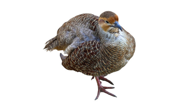 Isolated Grey francolin standing on one leg against a clean black background in studio lighting showing detailed plumage