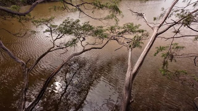 Forest and swamp view with visuals of green trees and leaves and brownish water surface in Merauke, Indonesia