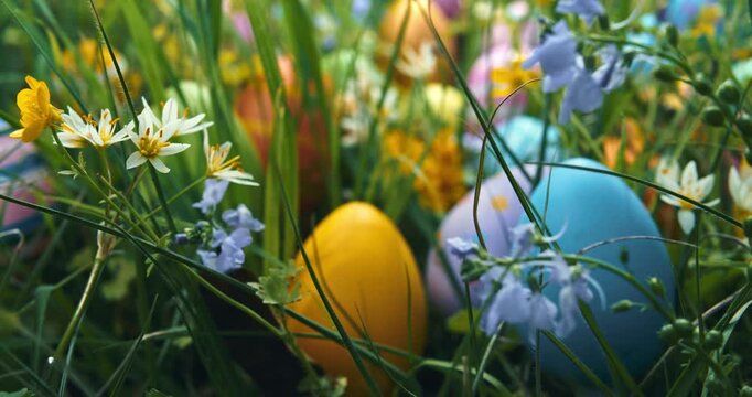 Colorful Easter eggs painted in vibrant warm colors and hidden in a meadow of springtime flowers. Moving through blooming wildflowers to search for decorated Easter eggs for Easter egg hunt tradition.