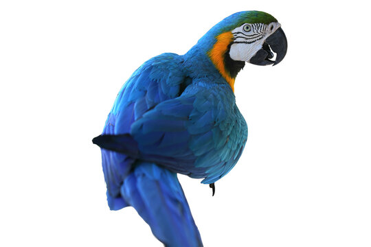 Isolated Macaw parrot exhibiting vibrant blue and yellow plumage, perched against a stark black background in a studio setting