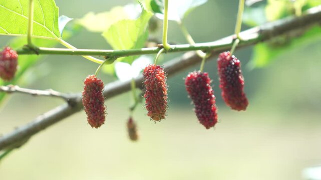 Ripe Red Mulberries Hanging on Branch with Green Leaves in Sunny Garden and Natural Setting, Embracing Natures Bounty