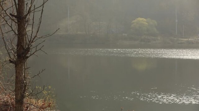 강풍경포커스이동2(강+흐르는물+나무+반짝이는+표면)