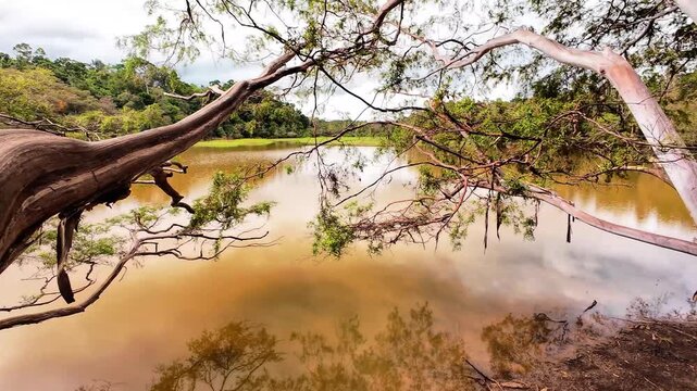 Forest and swamp view with visuals of green trees and leaves and brownish water surface in Merauke, Indonesia