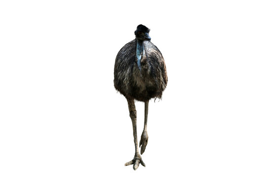 Isolated Emu standing tall against a solid black background, exhibiting its unique plumage and long legs in a studio setting