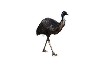 Fototapeta premium Isolated Emu walking with distinctive plumage and long neck against a plain black background in studio lighting