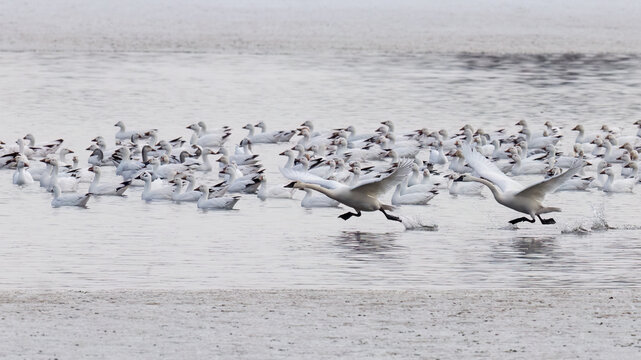 Tundra swans running across shallow water to take off