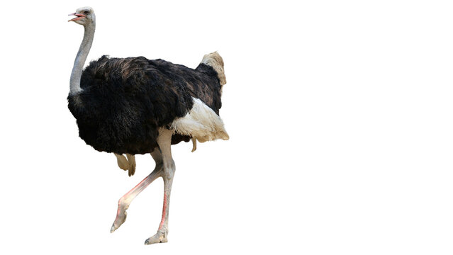 Isolated Ostrich walking with its head up in a dark background with copy space for text or graphics