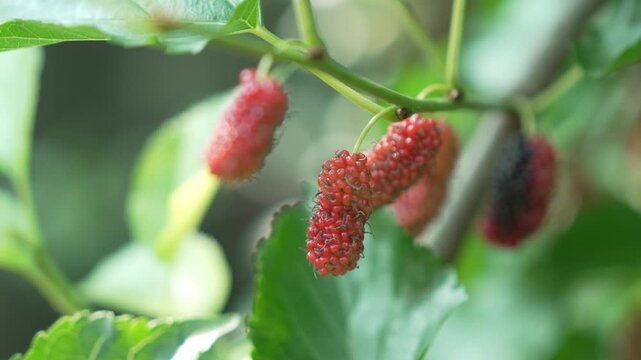 Mulberries Hanging Branch with Green Leaves Garden Setting Ripe and Unripe Fruits Display Vibrant Red and Dark Hues, Creating Natural and Fresh Scene