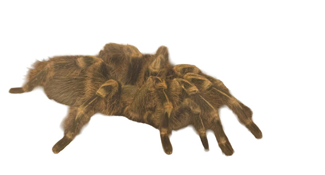 Isolated Tarantula walking slowly against black background with visible hairs and focus on the front legs, for use in a biology book or scientific article