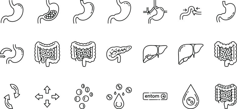 Digestive system organs outline icons with stomach intestine liver pancreas digestion process medical anatomy vector illustration set