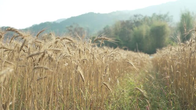 Golden Wheat Field Under Clear Sky with Mountains in Background Tranquil and Abundant Nature Scene