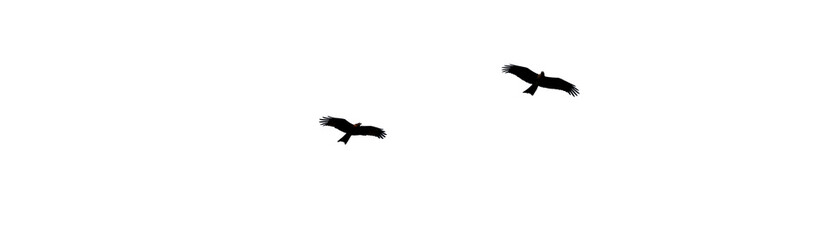 Isolated Eagles soaring through a vast, dark expanse under dim lighting conditions, conveying a sense of freedom and power © Aerials Wind