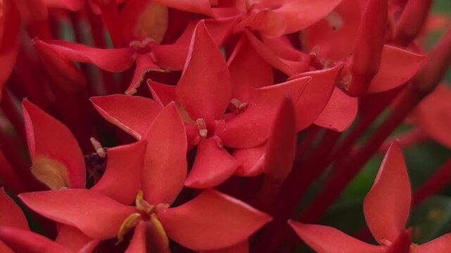 Orange ixora flowers macro close up with soft focus and bokeh background, tropical floral cluster blooming in garden, vibrant nature scene showing freshness, natural beauty and ornamental plant