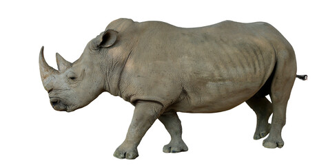 Obraz premium Isolated Rhinoceros walking against a stark black background, showcasing its textured skin and powerful build in studio lighting