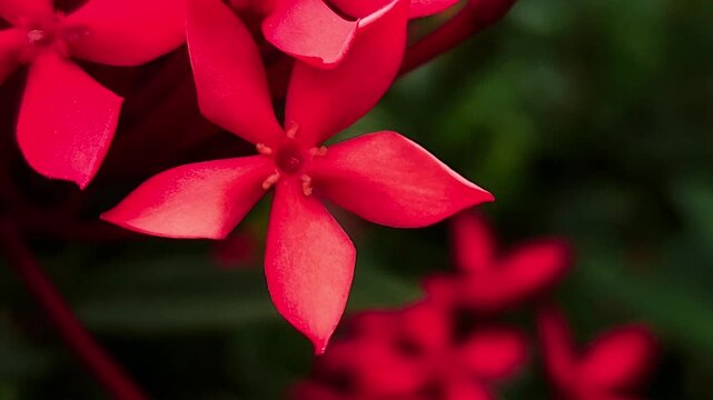 Orange ixora flowers macro close up with soft focus and bokeh background, tropical floral cluster blooming in garden, vibrant nature scene showing freshness, natural beauty and ornamental plant