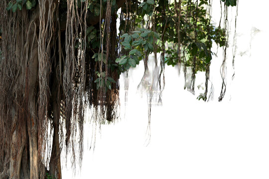 Isolated Banyan tree with hanging aerial roots and green leaves against a stark black backdrop in a tropical setting