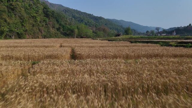 Aerial View of Golden Wheat Field and Lush Green Hills Serene Rural Landscape Under Clear Blue Sky