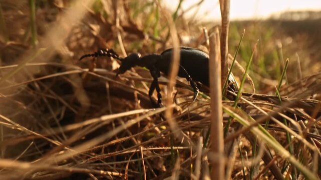 Male purple oil beetle (Meloe violaceus) crawling through grass in golden hour macro slow motion, searching for female by pheromones