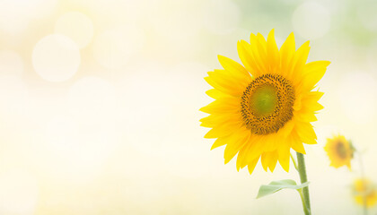 Obraz premium Wide angle sunflower field with bright blue sky and white clouds for summer vacation concept