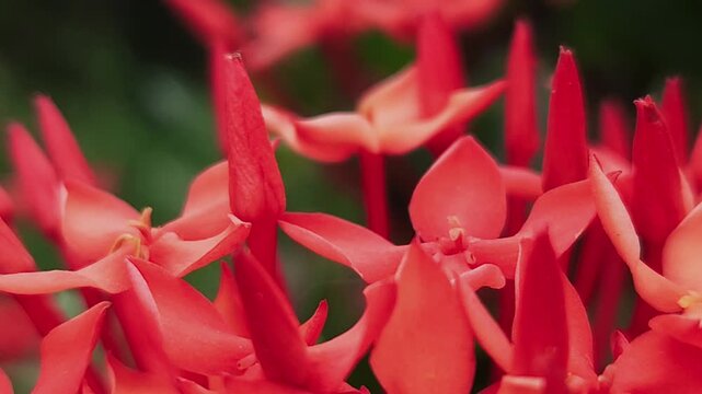 Orange ixora flowers macro close up with soft focus and bokeh background, tropical floral cluster blooming in garden, vibrant nature scene showing freshness, natural beauty and ornamental plant