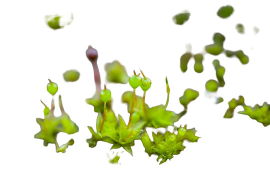Isolated Moss gametophytes displaying spore capsules against a stark black background in a macro close-up, showcasing delicate structures and textures