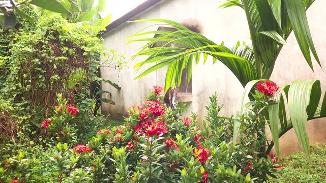 Butterfly slow motion 4K, India