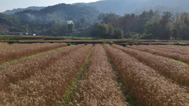Aerial View of Lush Wheat Fields and Serene Landscape Expansive Agriculture and Nature with Mountains in Background