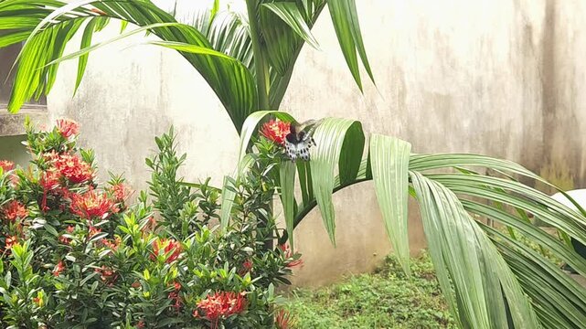 Butterfly slow motion 4K, India