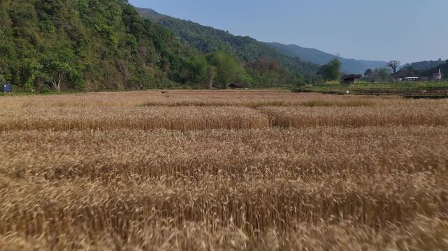 Golden Wheat Fields Stretch Across Lush Valley and Green Hills with Distant Mountains Under Clear Blue Sky in Stunning Agricultural Landscape