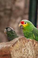 Fototapeta premium Red-Lored Amazon Parrot on Log with Second Parrot Blurred in Background