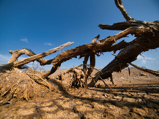 Fototapeta premium Trees are dying in dry, cracked soil due to drought and global warming.