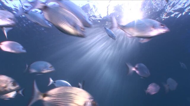 fish scenery underwater with sun beams and rays