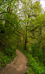Fototapeta premium Lower Macleay Trail in Forest Park, Portland, Oregon