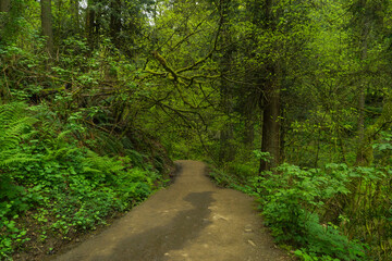 Fototapeta premium Lower Macleay Trail in Forest Park, Portland, Oregon