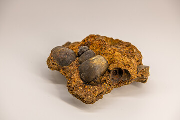 View of ancient seashells, spiraling fossils and fragments embedded in dark sediment, a glimpse into a prehistoric world © Tatiana Kashko