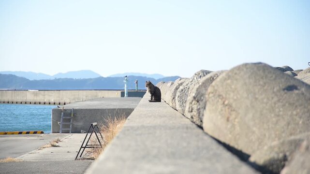 加太港のトラ猫とカモメ （和歌山県和歌山市, 2026年1月）